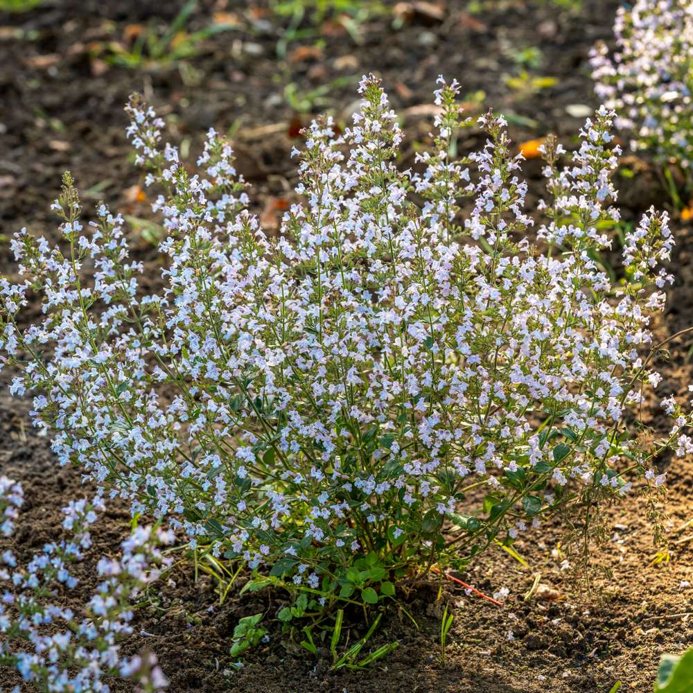 Stenkyndel (Calamintha nepeta)